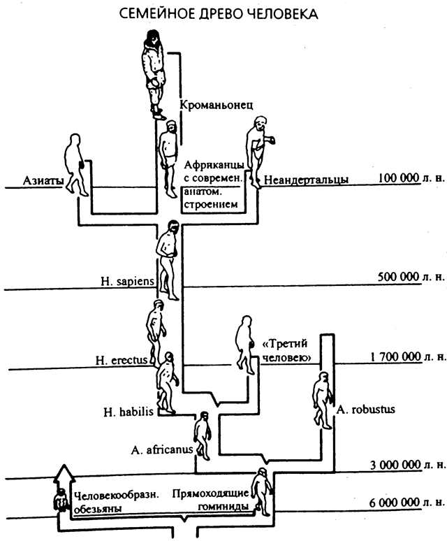 эволюционное древо человека схема
