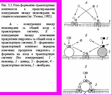 Теория адекватного питания и трофология