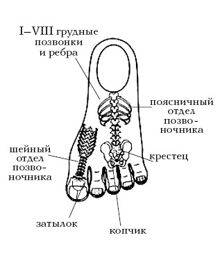  Целительные точки на ступнях и ладонях. Су-джок для всей семьи 1025134-Autogen_eBook_id69