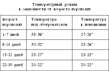 Разведение и содержание перепелов