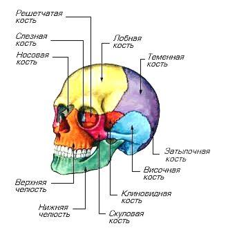 Криодинамика схема по никитину