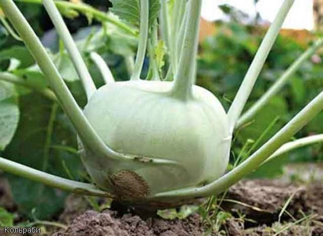 Выращивание капусты – сорта, рассада, подкормки, борьба с вредителями. Секреты выращивания и другое...