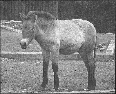 100 великих рекордов живой природы