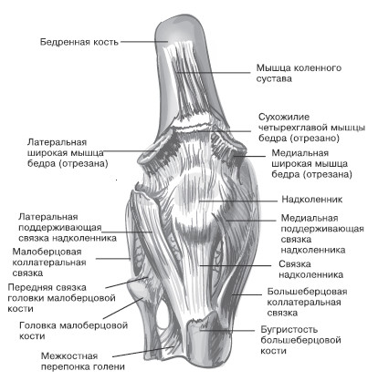 Состав колена человека фото с описанием