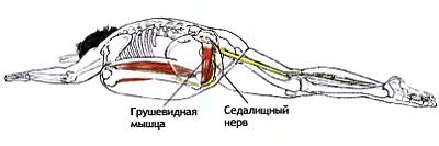 Седалищный нерв и грушевидная мышца фото