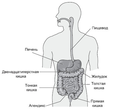 Анатомия жкт фото