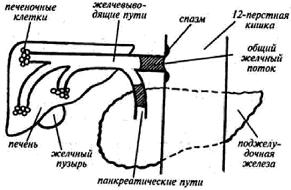 Возвращение в молодость