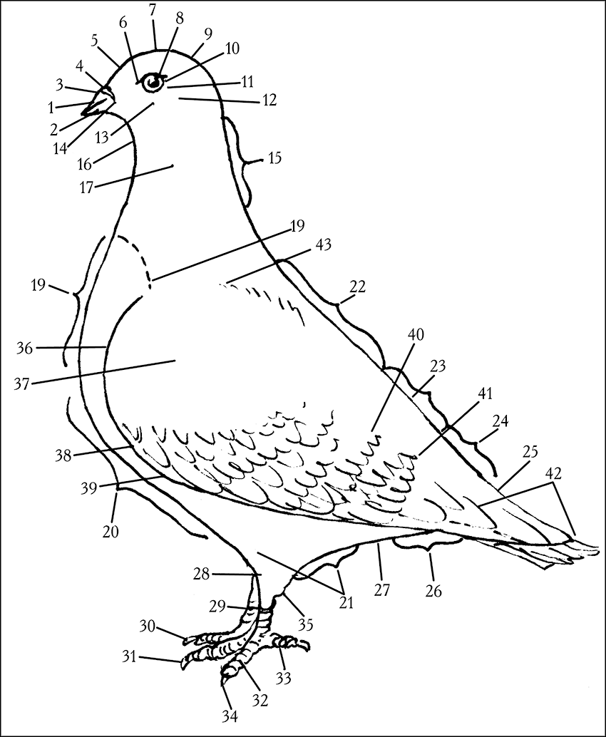 Строение голубя картинка