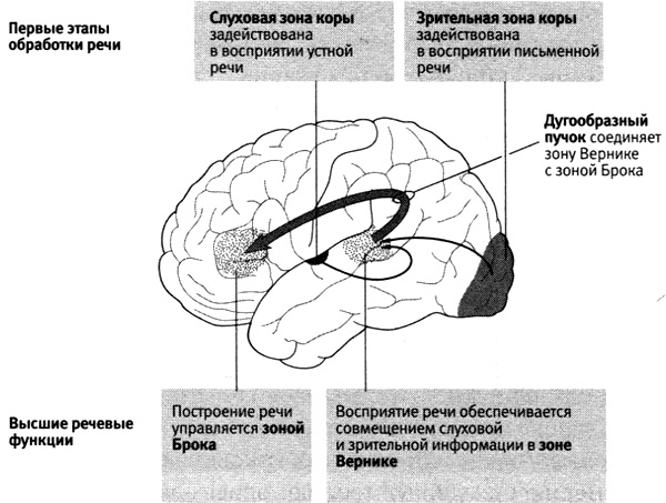 Книгу Шеррингтон Мозг