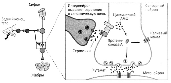 Кратковременная память связана с хранением информации в виде молекул рнк