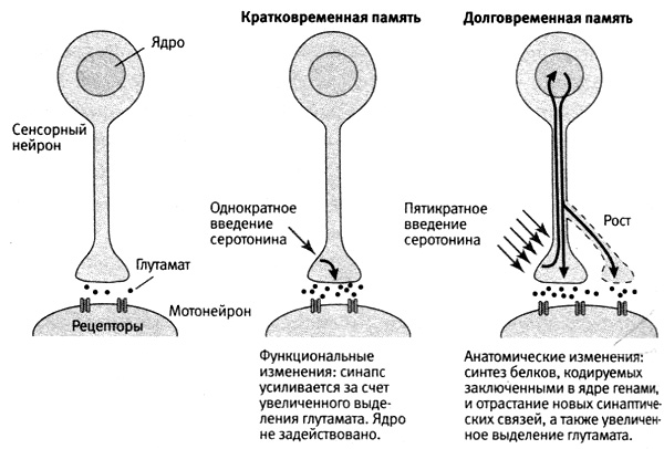 Орион про недостаточно памяти