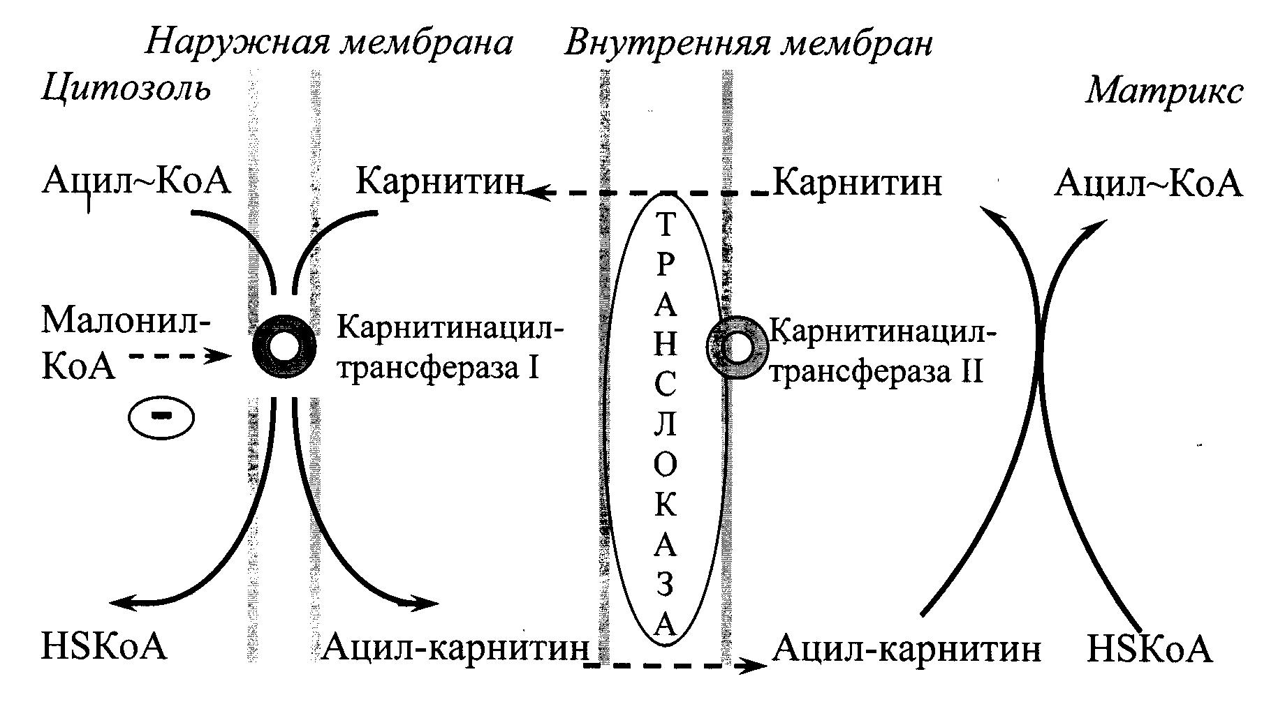 Схема бета окисление