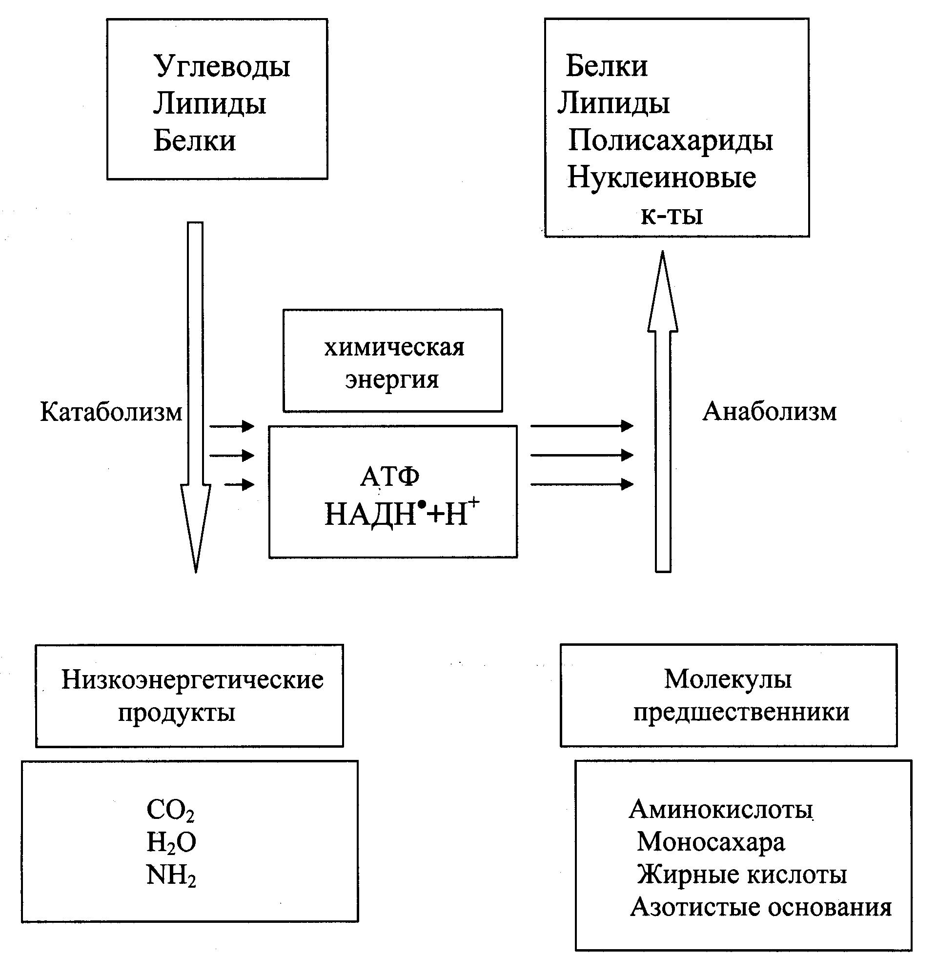 Биогенные вещества схема