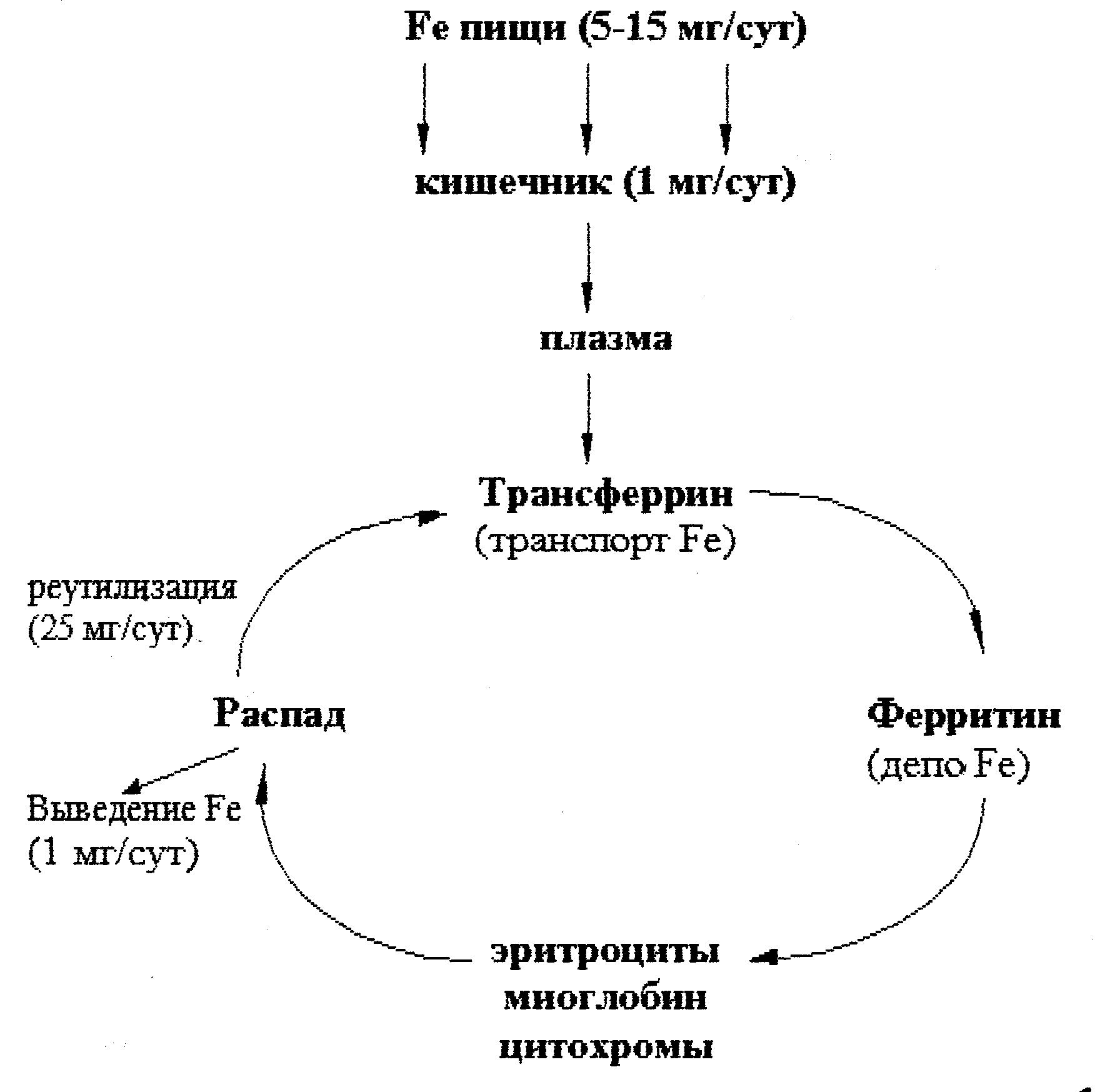 Биогенные вещества схема