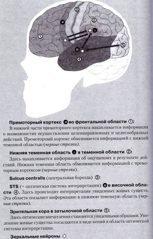 Почему я чувствую, что чувствуешь ты. Интуитивная коммуникация и секрет зеркальных нейронов