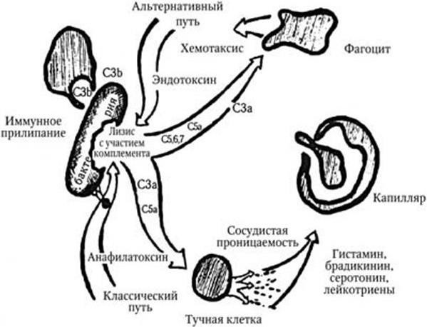 Схему активации пепсиногена