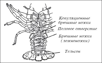 Картинка рака речного для детей