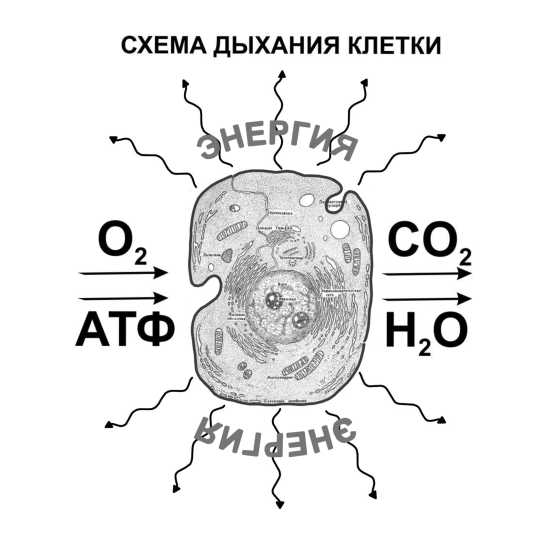 С парадоксальной точки зрения. Клеточное дыхание схема. Процесс дыхания клетки схема. Клеточное дыхание схема процесса. Клеточное дыхание рисунок.