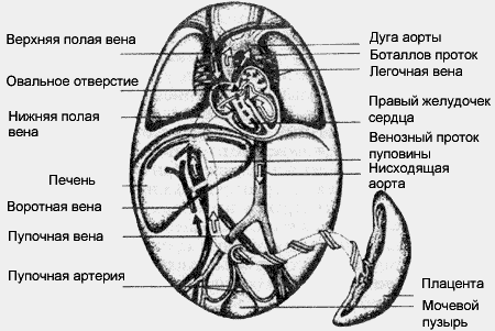 Душевный свет