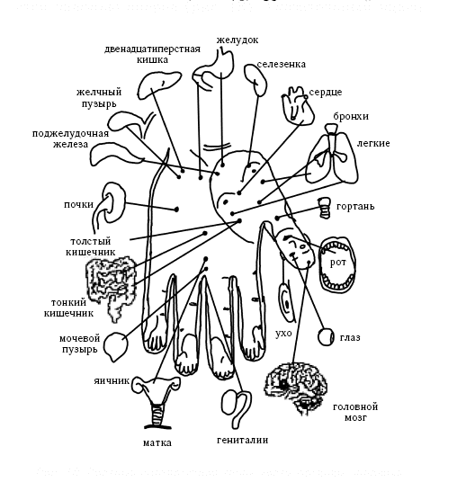 Акупунктура ладони схема
