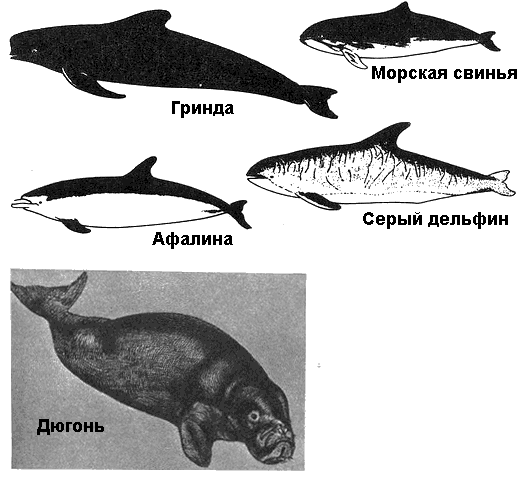 План операции морской лев