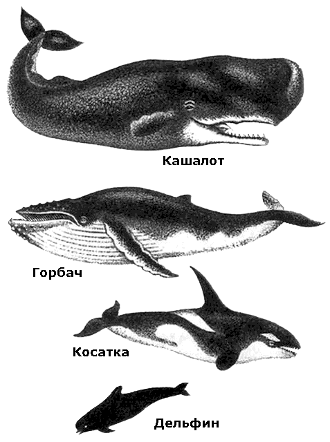 Красный кит схема