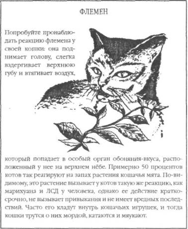 Перевод с кошачьего: Научитесь разговаривать со своей кошкой