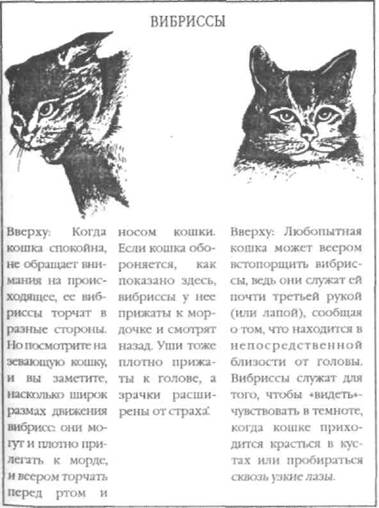 Перевод с кошачьего: Научитесь разговаривать со своей кошкой