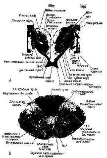 Моторная кора 1