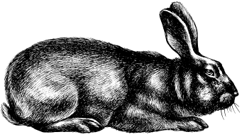Кролики: Разведение, выращивание, кормление