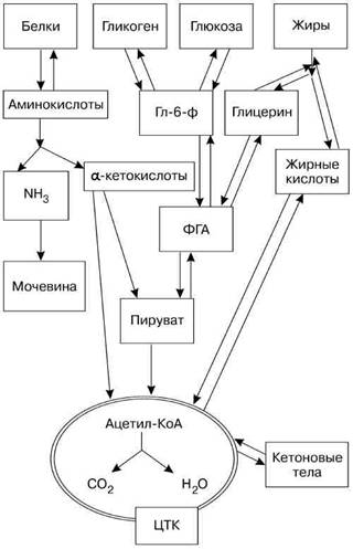 Фармакологическая помощь спортсмену: коррекция факторов, лимитирующих спортивный результат