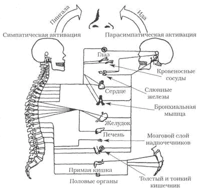 Трехстопный хорей схема