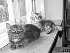Ветеринарный справочник для владельцев кошек