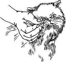 Ветеринарный справочник для владельцев кошек