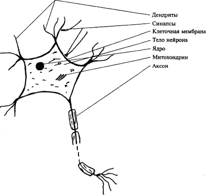 строения нейрона схема