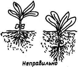 Семейное овощеводство на узких грядах