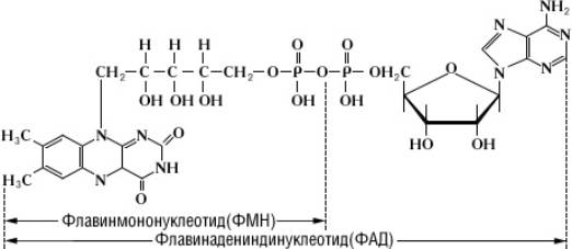 Большая Советская Энциклопедия (ФЛ)