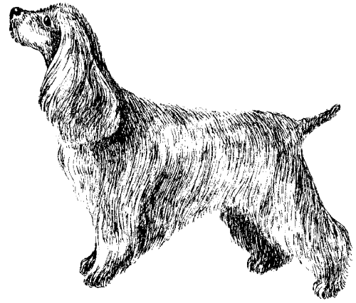 Спаниель собака рисунок