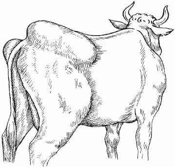 Болезни крупного рогатого скота