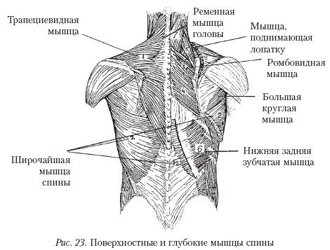 Массаж спины рисунок