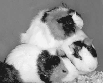 Лечение декоративных кроликов и грызунов