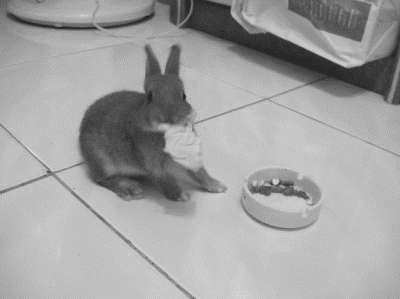 Лечение декоративных кроликов и грызунов