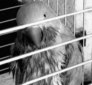 Ожереловые и другие кольчатые попугаи
