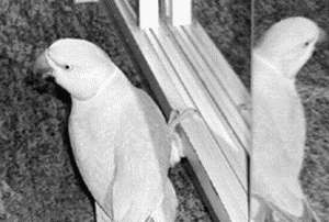 Ожереловые и другие кольчатые попугаи