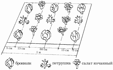 План заветный колос