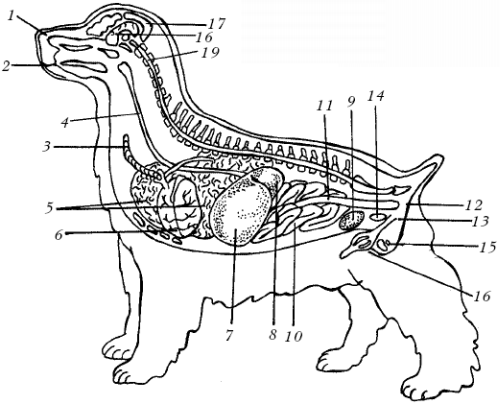 Как расположены внутренние органы у собаки картинки