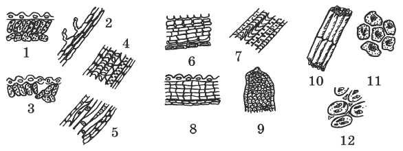 Ткани растений тест 6 класс. Растительные ткани схематические изображения. Ткани растений без подписей. Ткани растений рисунки без подписей. Растительные ткани рисунок без подписей.