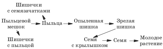 Впр по биологии 6 класс на представленном ниже рисунке ученик зафиксировал в виде схемы