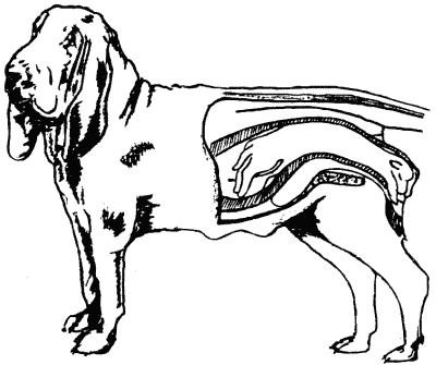 Физиология размножения и репродуктивная патология собак