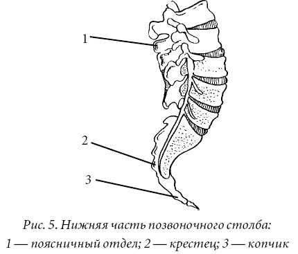 Женское туловище рисунок